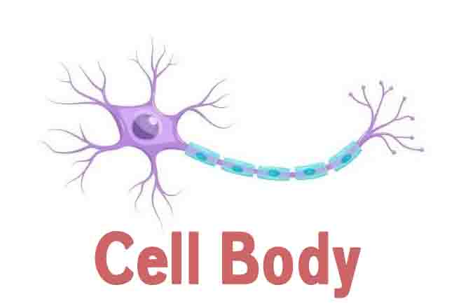 Cell Body