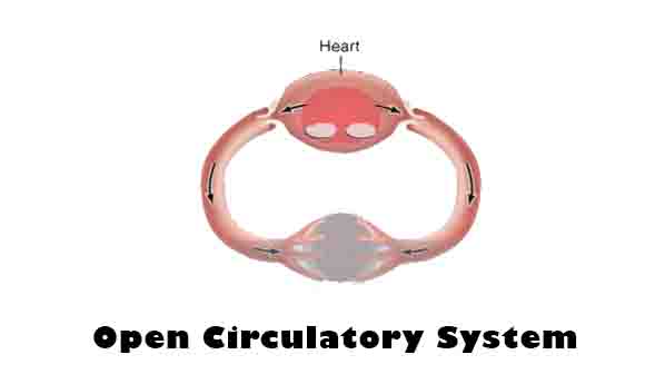 Open Circulatory System