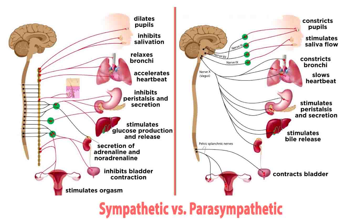Sympathetic vs. Parasympathetic